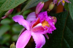 Sobralia dichotoma