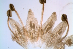 corolla, dissected