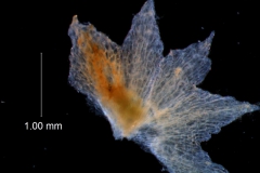 calyx, dissected