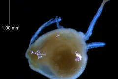 capsule