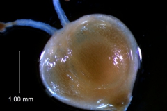 capsule