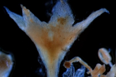 calyx, 3D