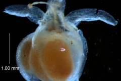 capsules capped by persistent corolla