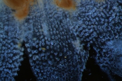 infrastaminal scales - almost invisible