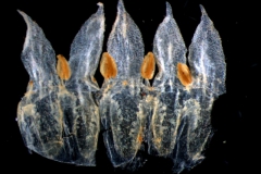 Cuscuta salina var. salina - corolla, dissected