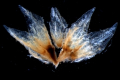 Cuscuta salina var. salina - calyx, dissected