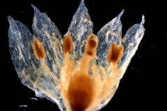 Cuscuta salina var. salina - corolla,  dissected [gynoecium not removed]