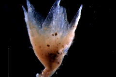 Cuscuta salina var. salina - calyx, 3D