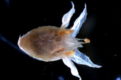 Cuscuta salina var. salina - corolla, 3D