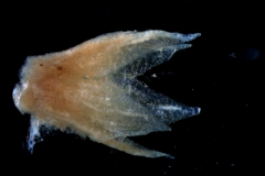 Cuscuta salina var. salina - calyx, 3D