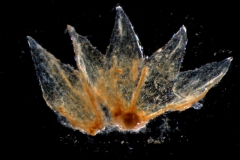 Cuscuta salina var. salina - calyx, dissected
