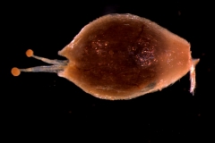 Cuscuta salina var. salina - capsule