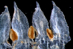Cuscuta salina var. salina - corolla, dissected
