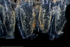 Cuscuta salina var. salina - infrastaminal scales