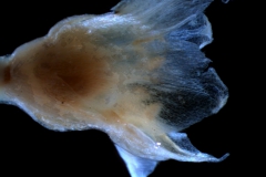 Cuscuta salina var. major - flower