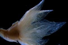 Cuscuta salina var. major - calyx, 3D