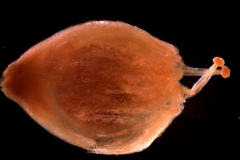 Cuscuta salina var. major - capsule