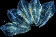 Cuscuta salina var. major - calyx dissected