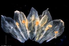 Cuscuta salina var. major - corolla, dissected