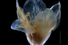 Cuscuta salina var. major - corolla, 3D