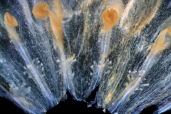 Cuscuta salina var. major - corolla, dissected