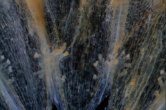 Cuscuta salina var. major - infrastaminal scales