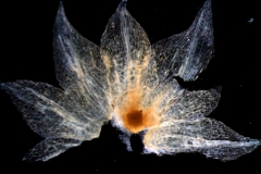 Cuscuta salina var. major - calyx dissected