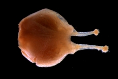 Cuscuta salina var. major - gynoecium