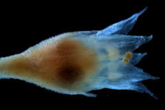 Cuscuta salina var. papillata - flower