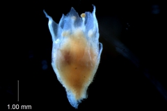 Cuscuta salina var. papillata - flower