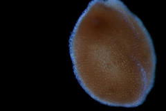 Cuscuta salina var. papillata - seed