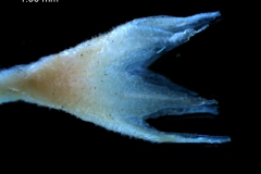 Cuscuta salina var. papillata - calyx, 3D