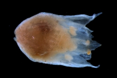 Cuscuta salina var. papillata - corolla, 3D