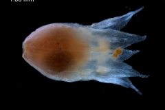 Cuscuta salina var. papillata - corolla, 3D