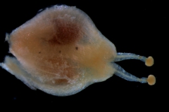 Cuscuta salina var. papillata - capsule