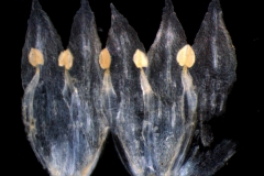 Cuscuta salina var. papillata - corolla, dissected