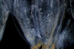 Cuscuta salina var. papillata - infrastaminal scales