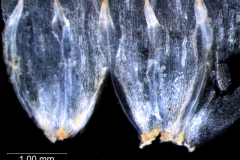Cuscuta salina var. papillata - corolla, dissected