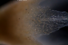 Cuscuta salina var. papillata - papillae on calyx