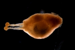 Cuscuta salina var. papillata - gynoecium