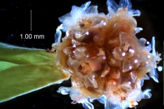 Cuscuta approximata - glomerule