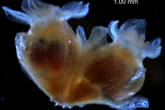 Cuscuta approximata - 2 flowers