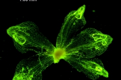 Cuscuta approximata - calyx, dissected