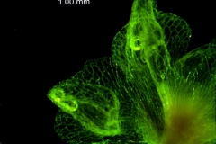 Cuscuta approximata - calyx lobes