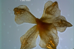 Cuscuta approximata - calyx, dissected