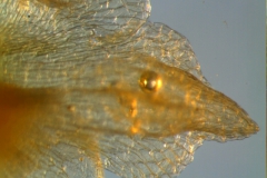 Cuscuta approximata - calyx lobe