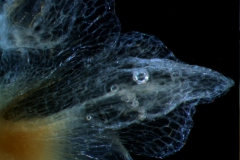 Cuscuta approximata - calyx lobe detail