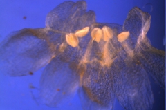 Cuscuta approximata - corolla, dissected