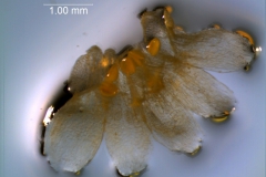 Cuscuta approximata - corolla, dissected