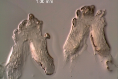 Cuscuta approximata - infrastaminal scales